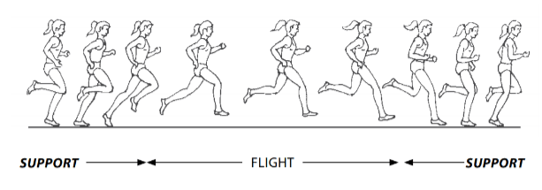 Phases of running - Support > Flight > Support