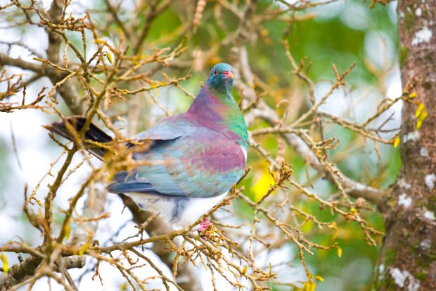 Kereru (bird)