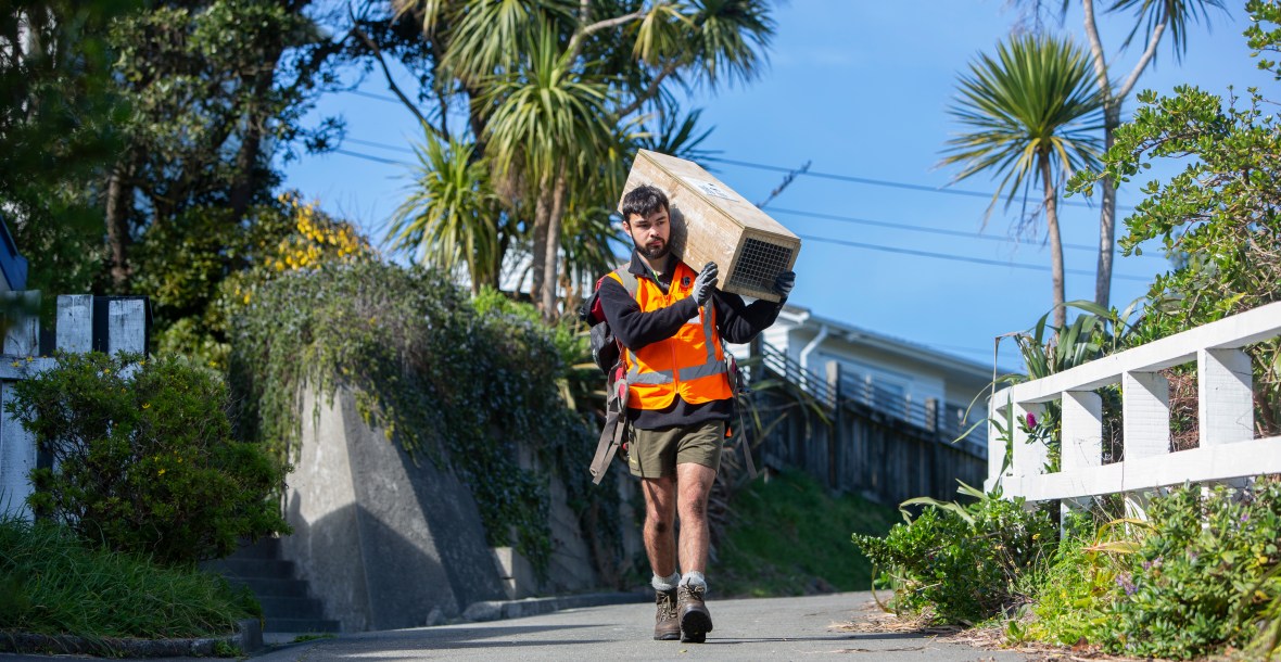 Seb installing traps. Photo courtesy PFW